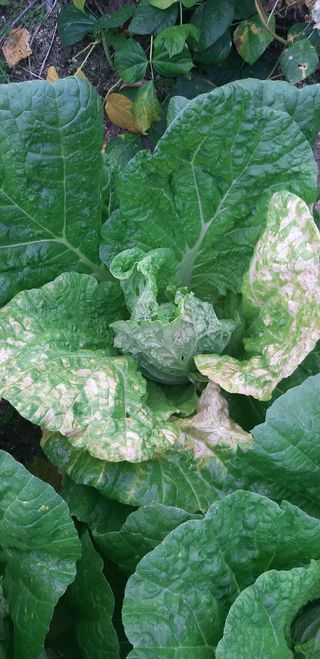 설악빌리지님의 배추 · 병해충상담 작성글 사진