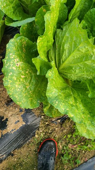 박효진님의 배추 · 병해충상담 작성글 사진