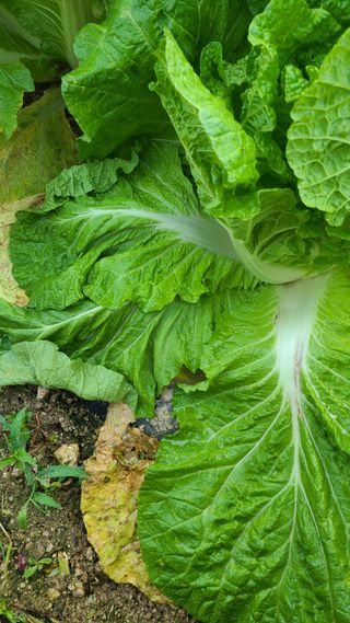 박효진님의 배추 · 병해충상담 작성글 사진