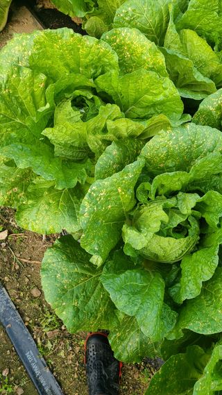 박효진님의 배추 · 병해충상담 작성글 사진