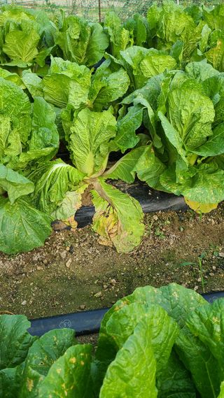 박효진님의 배추 · 병해충상담 작성글 사진