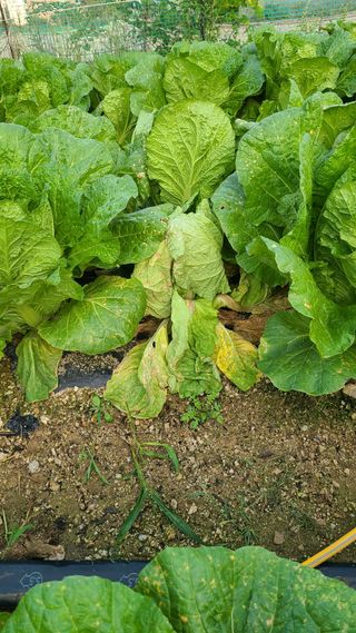 박효진님의 배추 · 병해충상담 작성글 사진