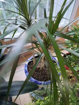 팜모닝 기타작물·병해충상담 게시글 이미지