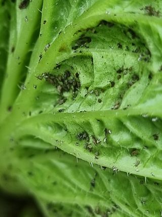 본아로니아님의 배추 · 병해충상담 작성글 사진