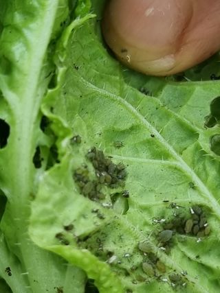 본아로니아님의 배추 · 병해충상담 작성글 사진