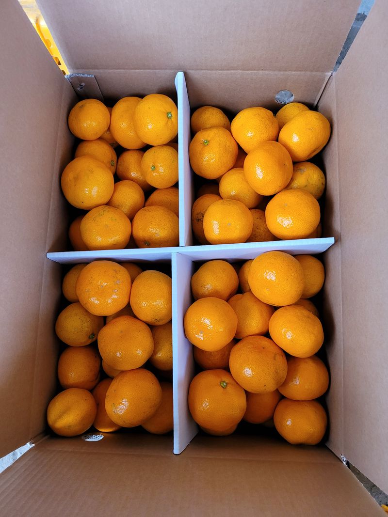 권혜숙님의 장터 판매 상품 [밀감 10] 첨부 사진