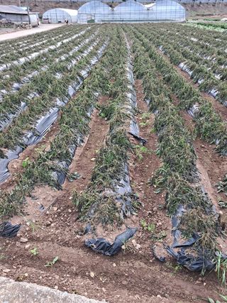 강춘원님의 감자 · 자유게시판 작성글 사진