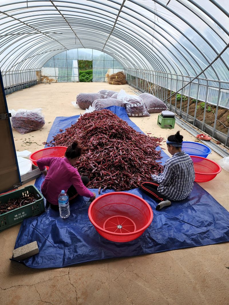 김윤수님의 장터 판매 상품 [2022년 햇고추가루 팜니다 ] 첨부 사진