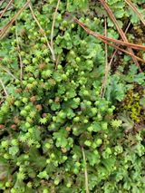 팜모닝 기타작물·병해충상담 게시글 이미지