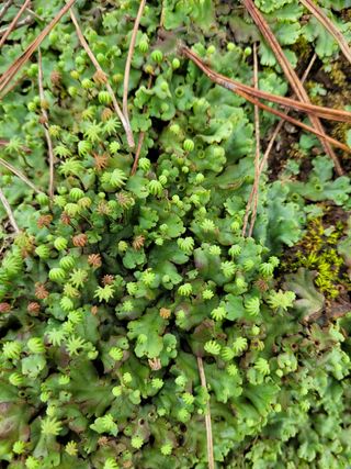 하루방님의 기타작물 · 병해충상담 작성글 사진