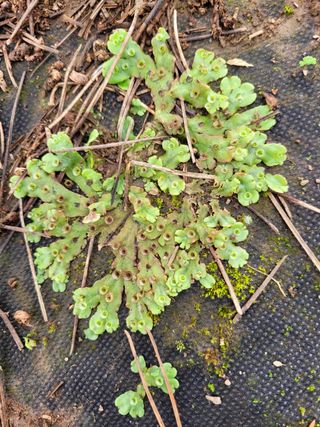 하루방님의 기타작물 · 병해충상담 작성글 사진