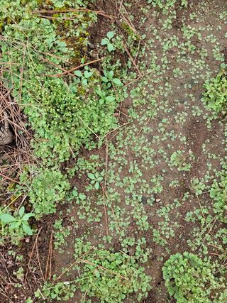하루방님의 기타작물 · 병해충상담 작성글 사진