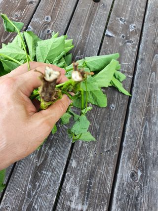 송촌선비님의 콩 · 병해충상담 작성글 사진