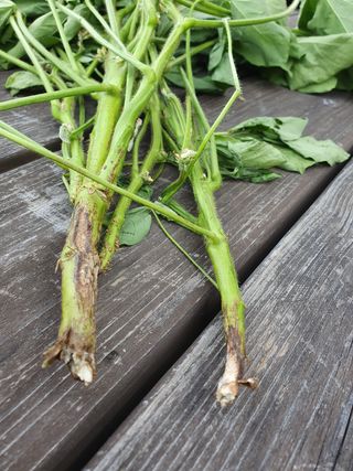 송촌선비님의 콩 · 병해충상담 작성글 사진