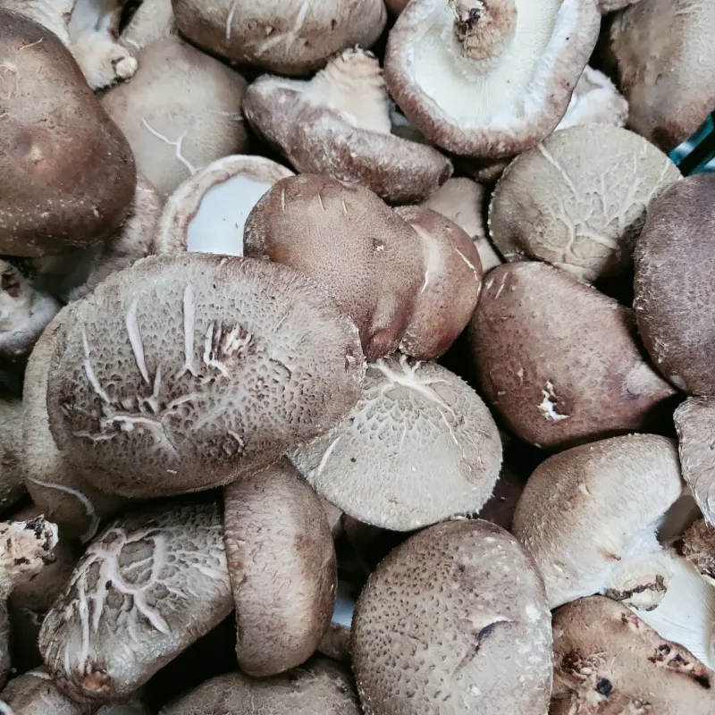 장터 상품 [무농약표고버섯1키로] 썸네일