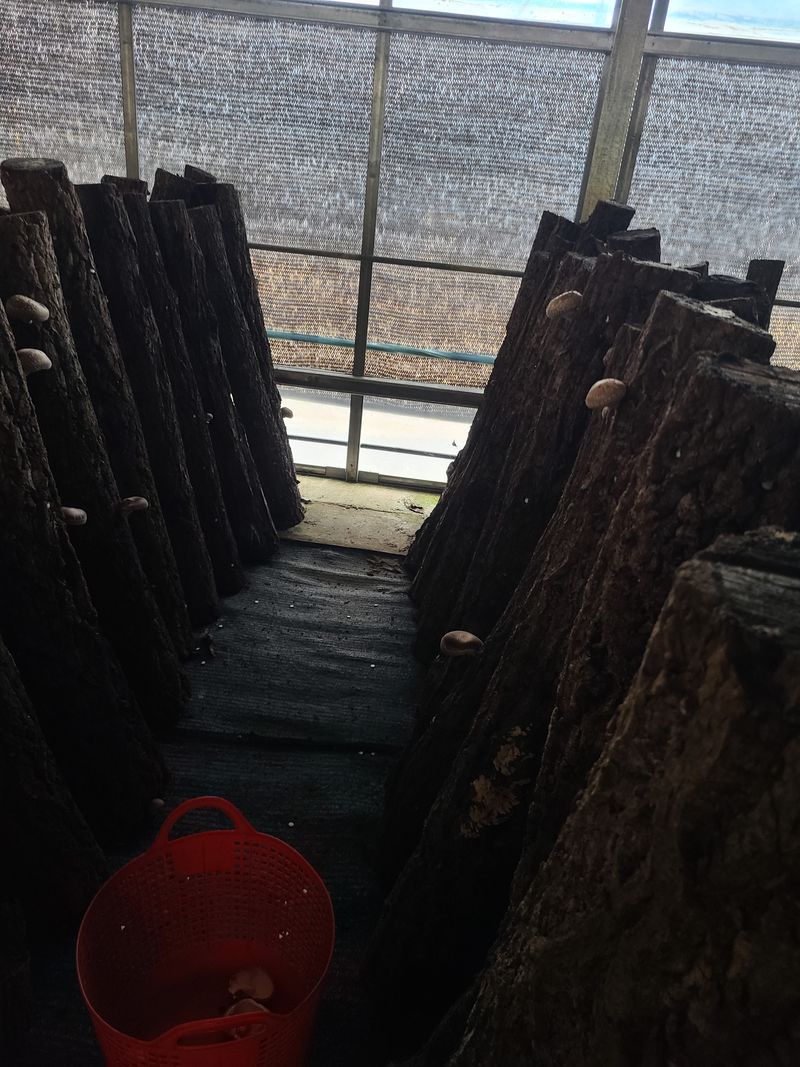 장터 상품 [원목생표고버섯 1키로에 1 5000원 판매합니다] 썸네일