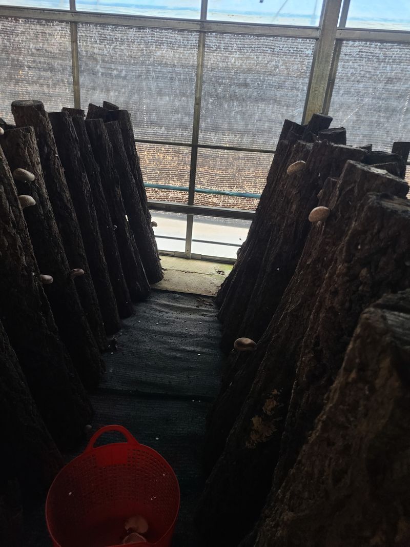 무주설천면 반딧팝님의 장터 판매 상품 [원목생표고버섯 1키로에 1 5000원 판매합니다] 첨부 사진