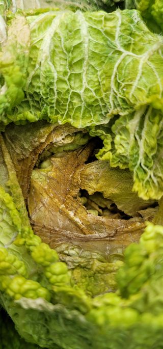 박선영님의 배추 · 병해충상담 작성글 사진