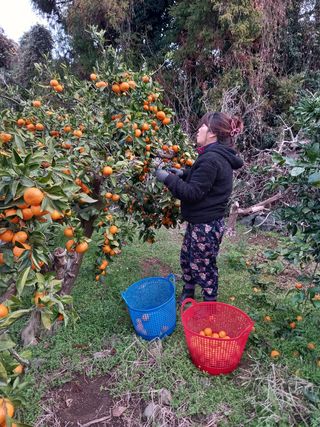 부금리(금강농원)님의 귤 · 수확 작성글 사진