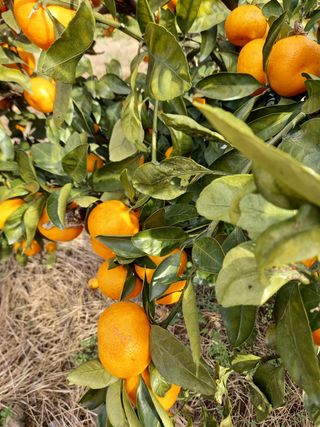 부금리(금강농원)님의 귤 · 수확 작성글 사진