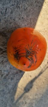 팜모닝 감·병해충상담 게시글 이미지