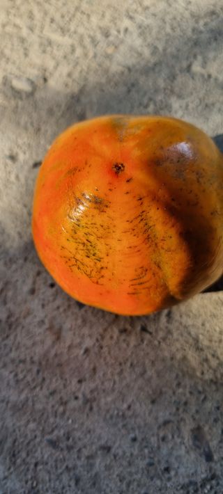 김현필님의 감 · 병해충상담 작성글 사진