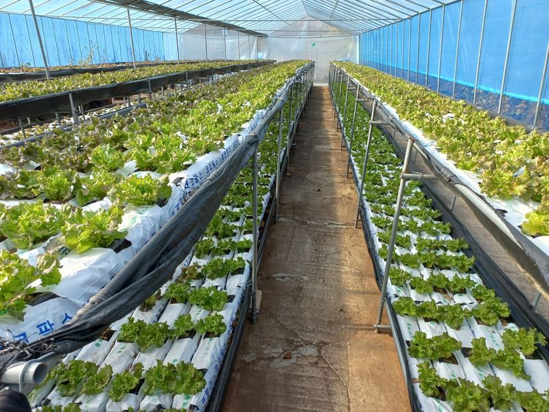 대성농장님의 장터 판매 상품 [아바타상추 2kg] 첨부 사진