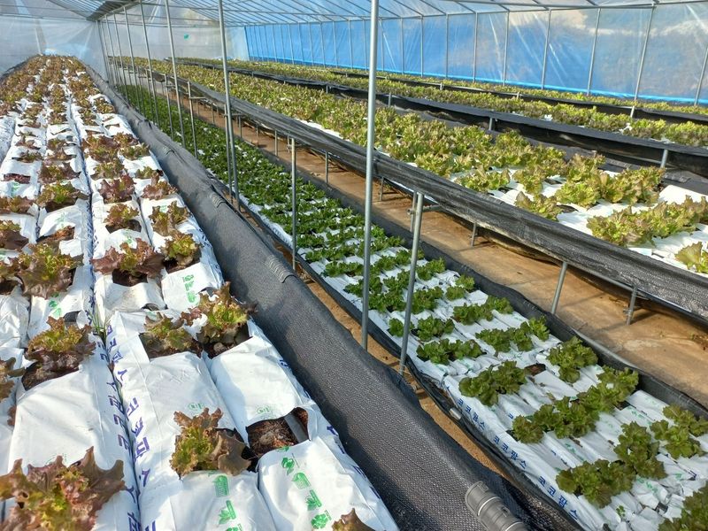 대성농장님의 장터 판매 상품 [아바타상추 2kg] 첨부 사진