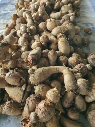 신선고을농원님의 작성글 사진