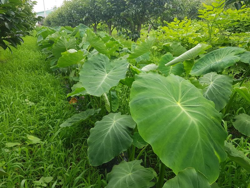 신선고을농원님의 장터 판매 상품 [알토란 10kg.4만원] 첨부 사진