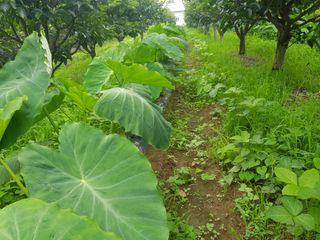 신선고을농원님의 작성글 사진