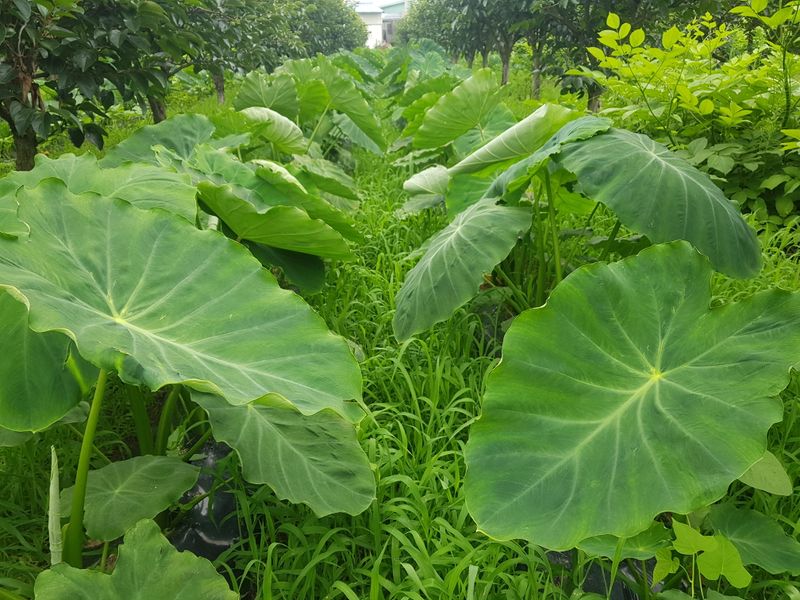 장터 상품 [알토란 10kg.4만원] 썸네일