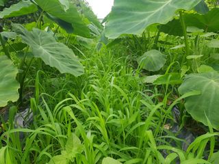 신선고을농원님의 작성글 사진