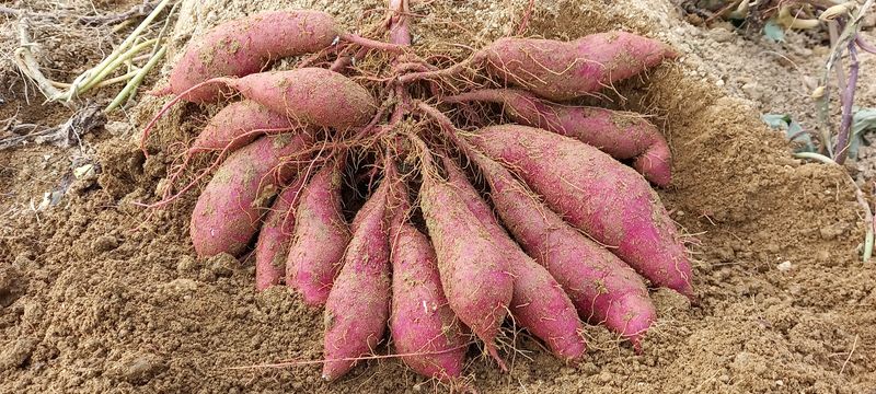 장터 상품 [달고나꿀고구마10kg] 썸네일