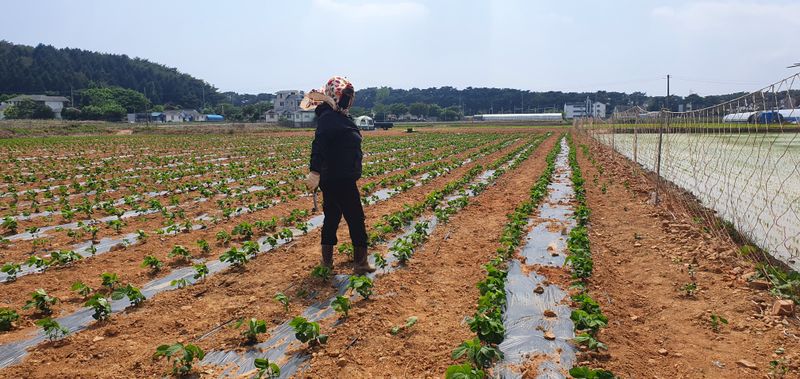 윤충기님의 장터 판매 상품 [📌판매종료📌 토종서리태 8kg한말] 첨부 사진
