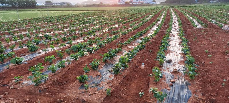 윤충기님의 장터 판매 상품 [📌판매종료📌 토종서리태 8kg한말] 첨부 사진