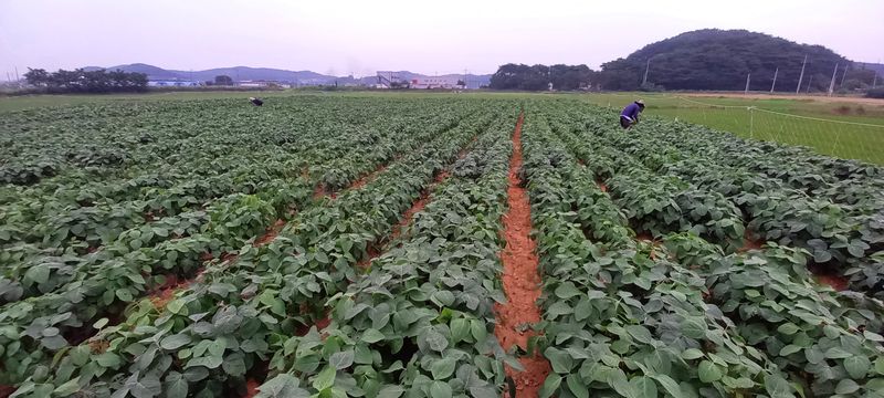 윤충기님의 장터 판매 상품 [📌판매종료📌 토종서리태 8kg한말] 첨부 사진