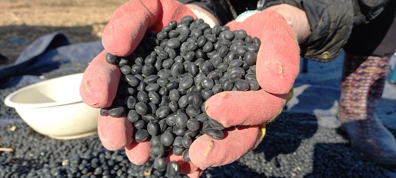 윤충기님의 장터 판매 상품 [📌판매종료📌 토종서리태 8kg한말] 첨부 사진