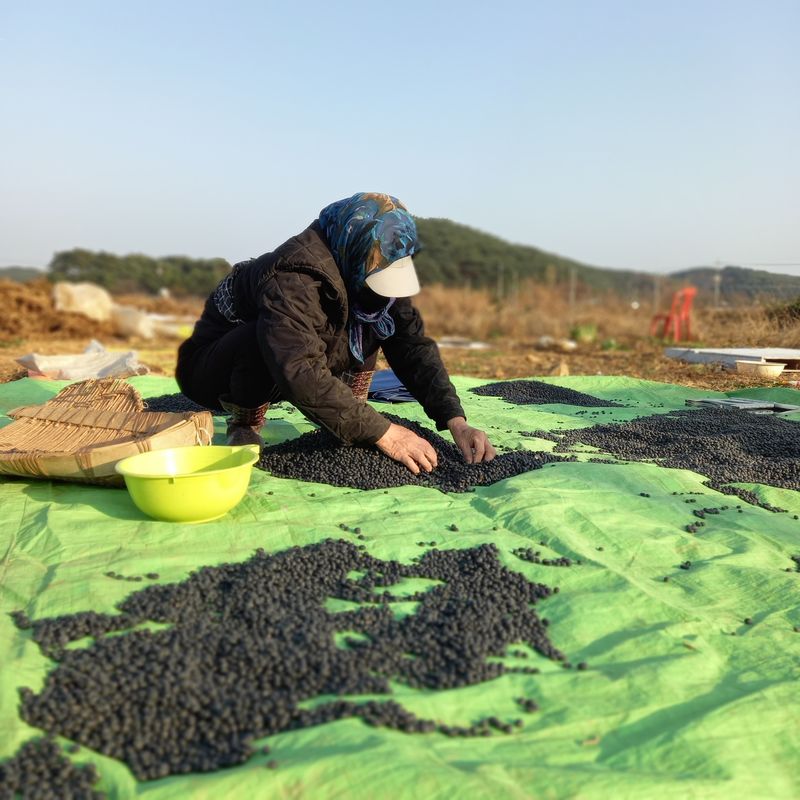 윤충기님의 장터 판매 상품 [📌판매종료📌 토종서리태 8kg한말] 첨부 사진