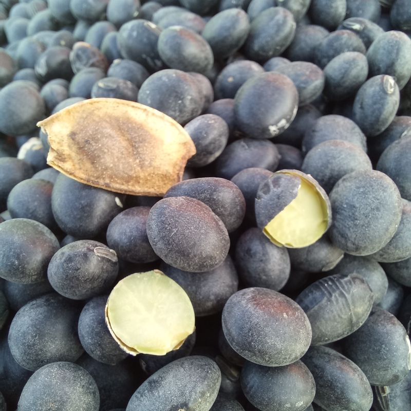 장터 상품 [📌판매종료📌 토종서리태 8kg한말] 썸네일