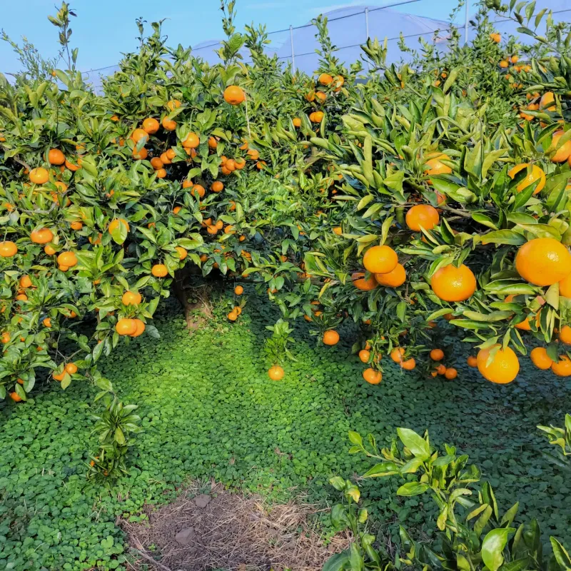 강경한님의 장터 판매 상품 [제주친환경유기농인증귤판매해요10킬로,5킬로] 첨부 사진