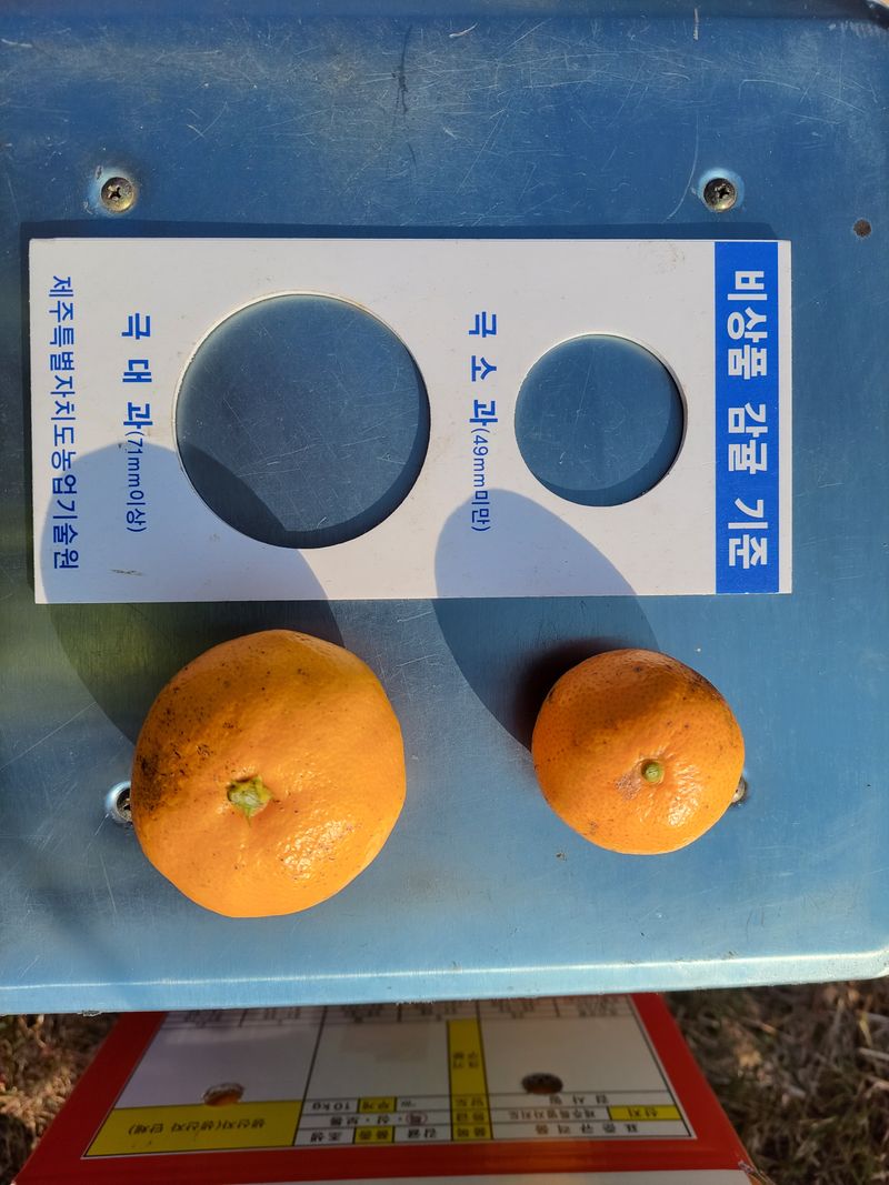 강경한님의 장터 판매 상품 [제주친환경유기농인증귤판매해요10킬로,5킬로] 첨부 사진