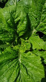 팜모닝 배추·병해충상담 게시글 이미지