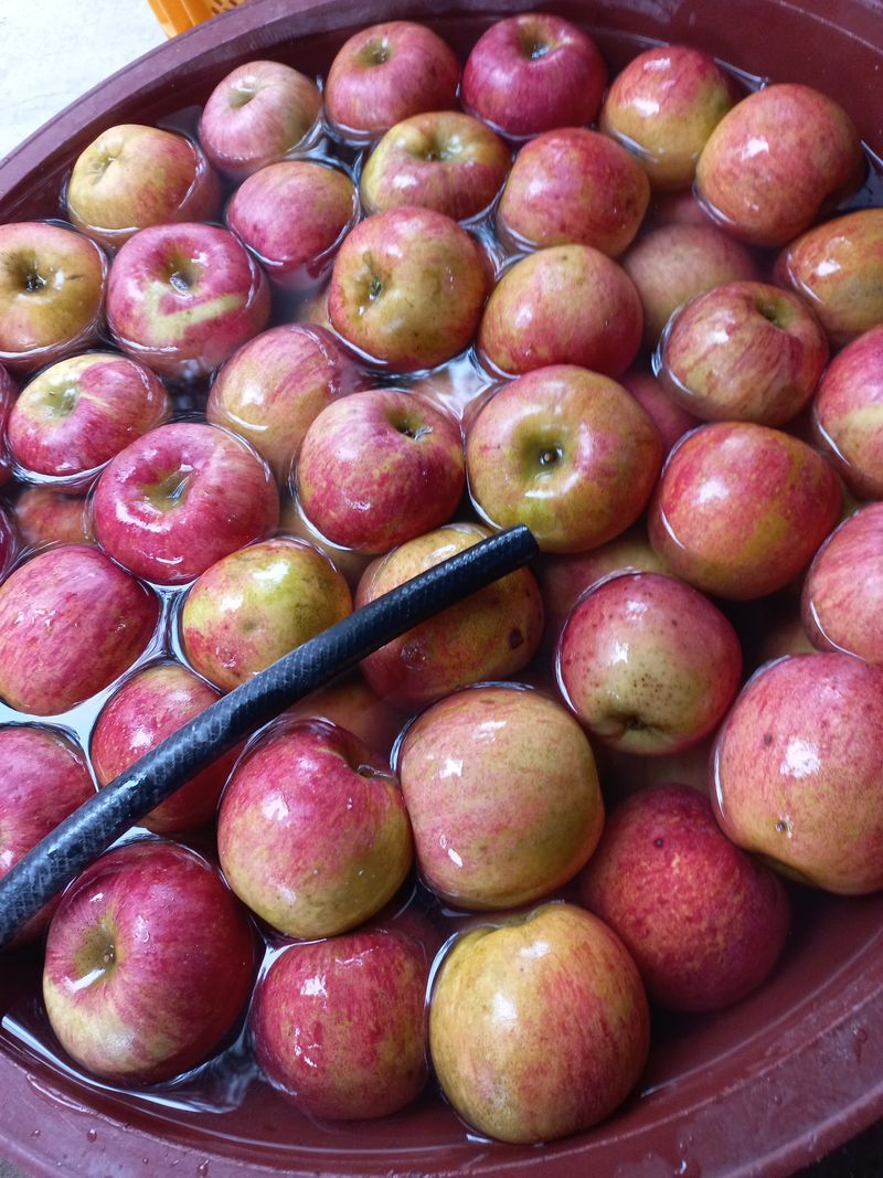 장터 상품 [연천dmz청정지역. 택배무료. 무농약사과흠과로 10키로 30과40과5만50과4만원. 01033635843. 임종귀] 썸네일