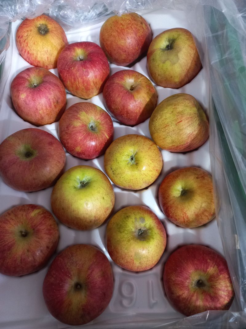 팜뫼닝회웑님의 장터 판매 상품 [연천dmz청정지역. 택배무료. 무농약사과흠과로 10키로 30과40과5만50과4만원. 01033635843. 임종귀] 첨부 사진