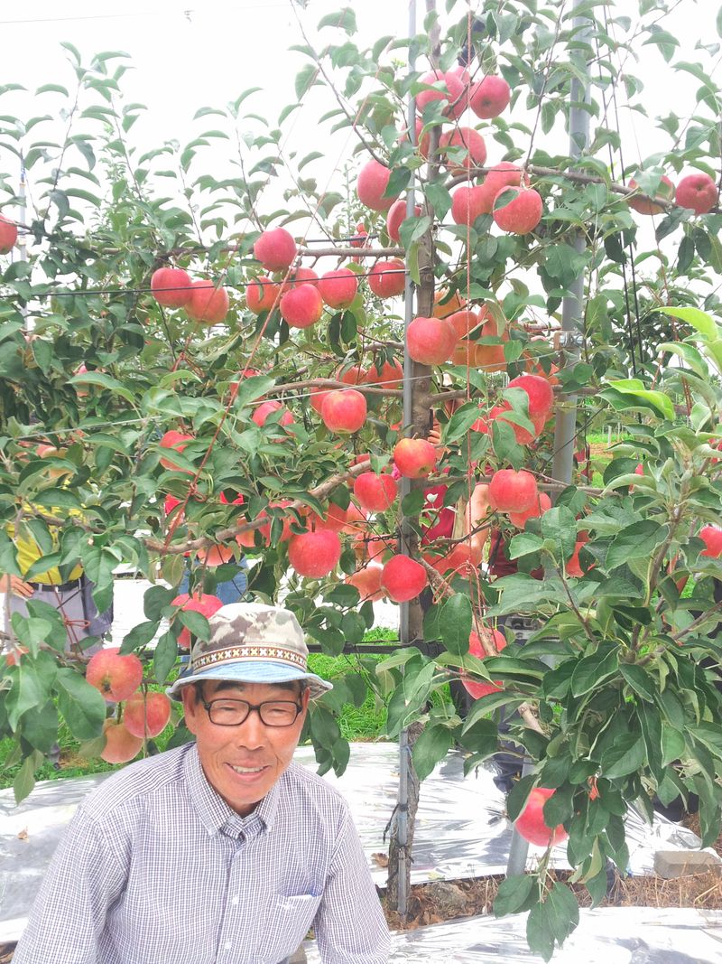 팜뫼닝회웑님의 장터 판매 상품 [연천dmz청정지역. 택배무료. 무농약사과흠과로 10키로 30과40과5만50과4만원. 01033635843. 임종귀] 첨부 사진