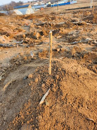 I am 조익성님의 두릅 · 자연재해•동물피해 작성글 사진