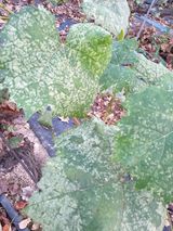 팜모닝 기타작물·병해충상담 게시글 이미지