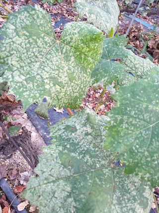 강짜님의 기타작물 · 병해충상담 작성글 사진