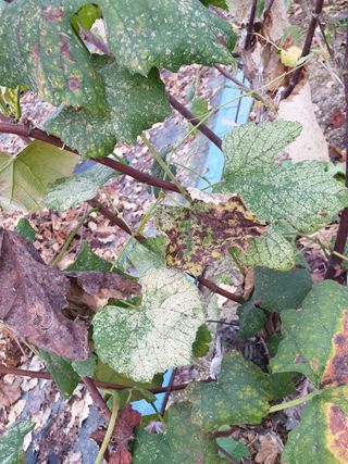 강짜님의 기타작물 · 병해충상담 작성글 사진